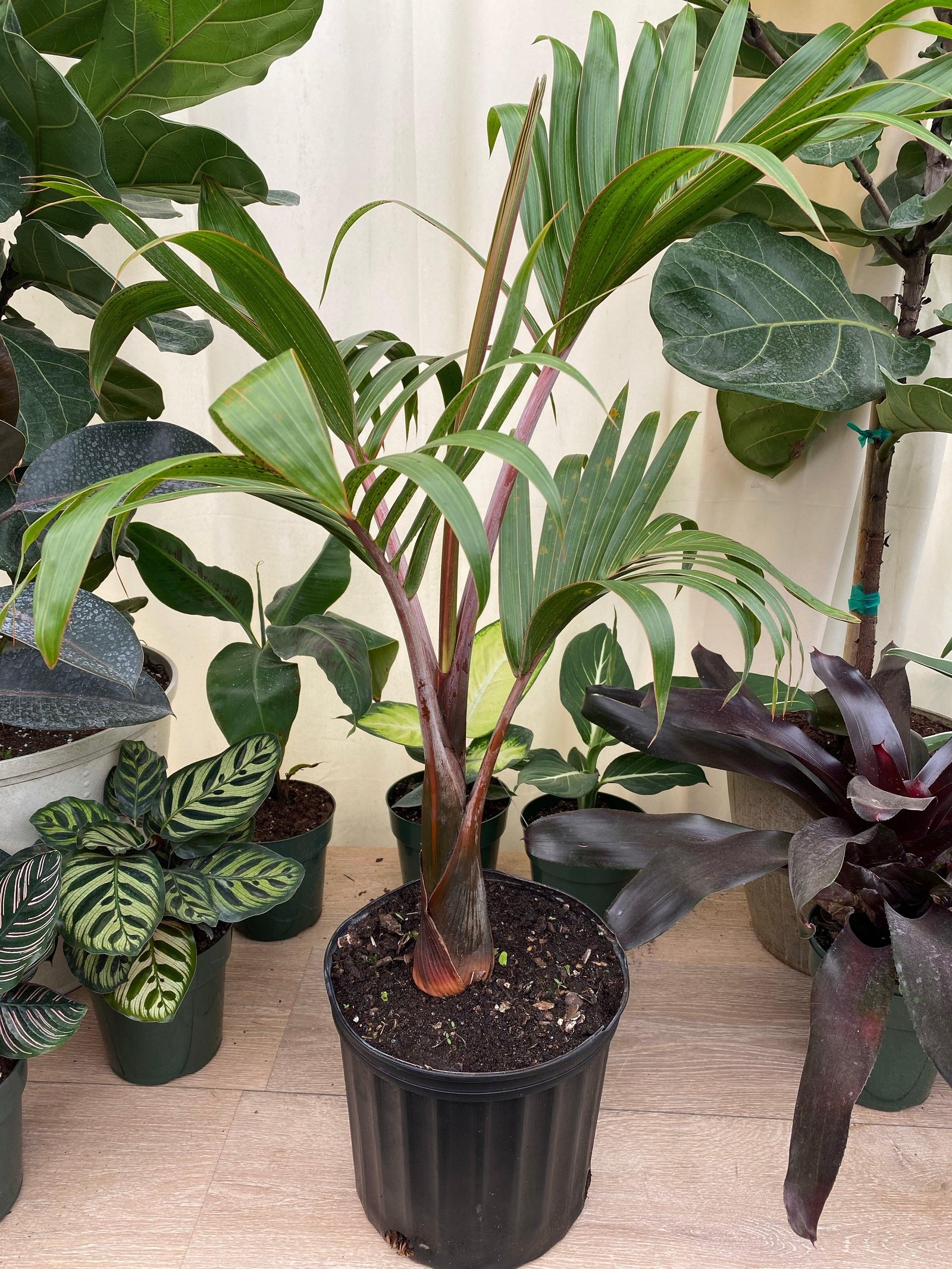 Bottle Palm (बॉटल पाम)