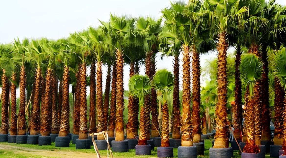 Washingtonia Palm (वॉशिंग्टोनिया पाम)