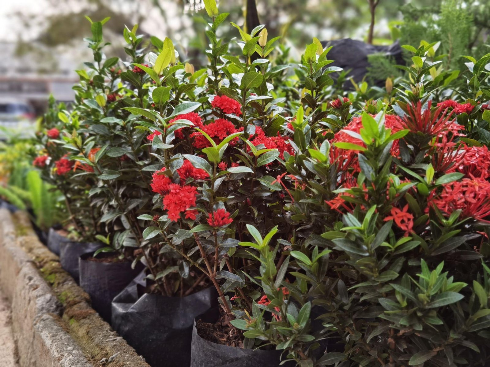 Red Ixora Plant (लाल रुक्मिणी / Jungle Geranium)