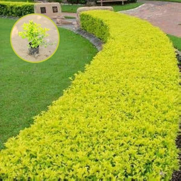 Hedge Plants (हेज प्लांट्स)