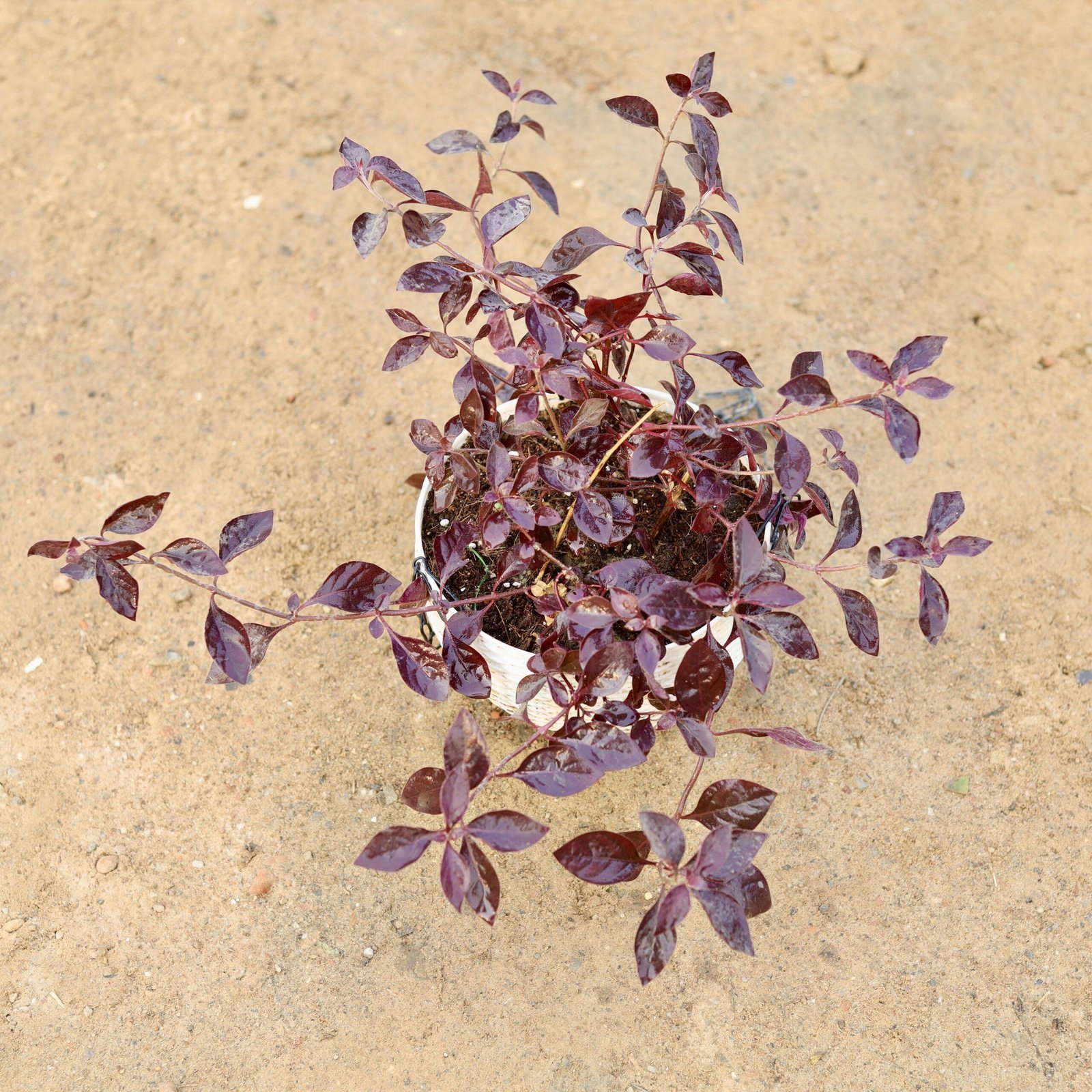 Hedge Lal Badshah (लाल बादशाह हेज प्लांट)