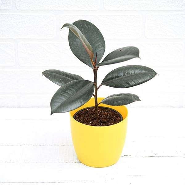 Black Ficus (फाइकस ब्लैक / फाइकस पांडा)