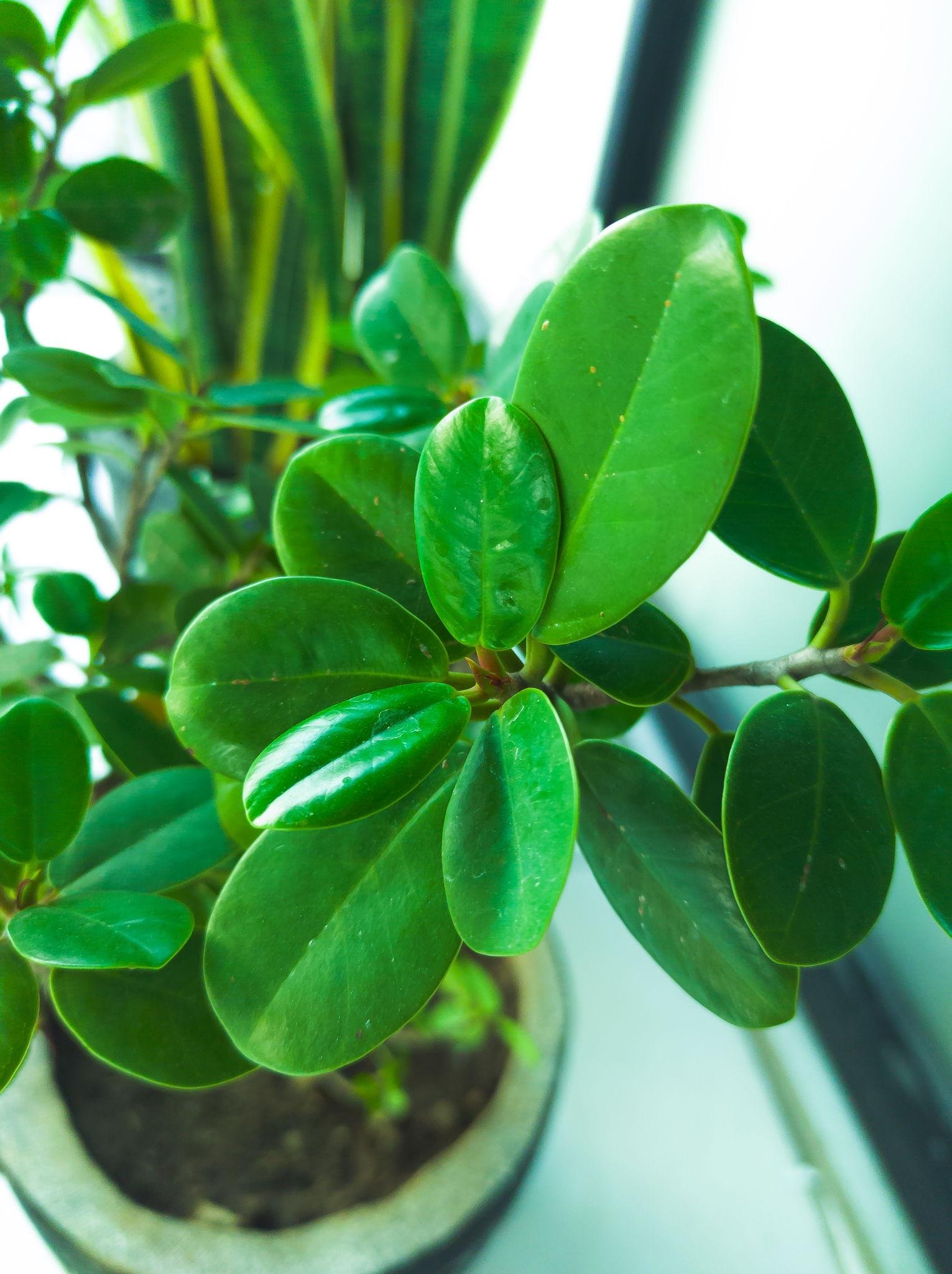 Green Ficus (फाइकस ग्रीन)