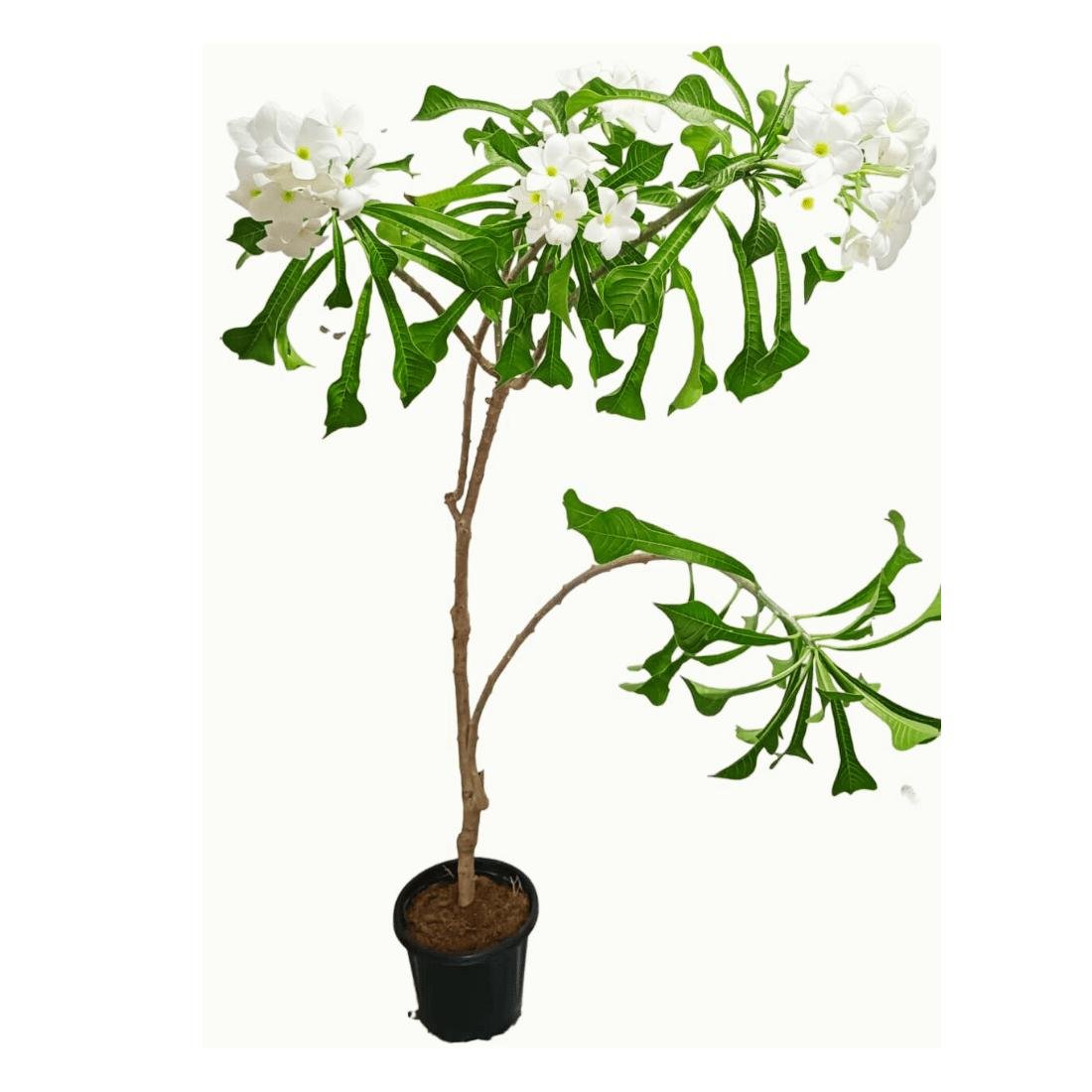 White Champa (सफेद चंपा / Frangipani)