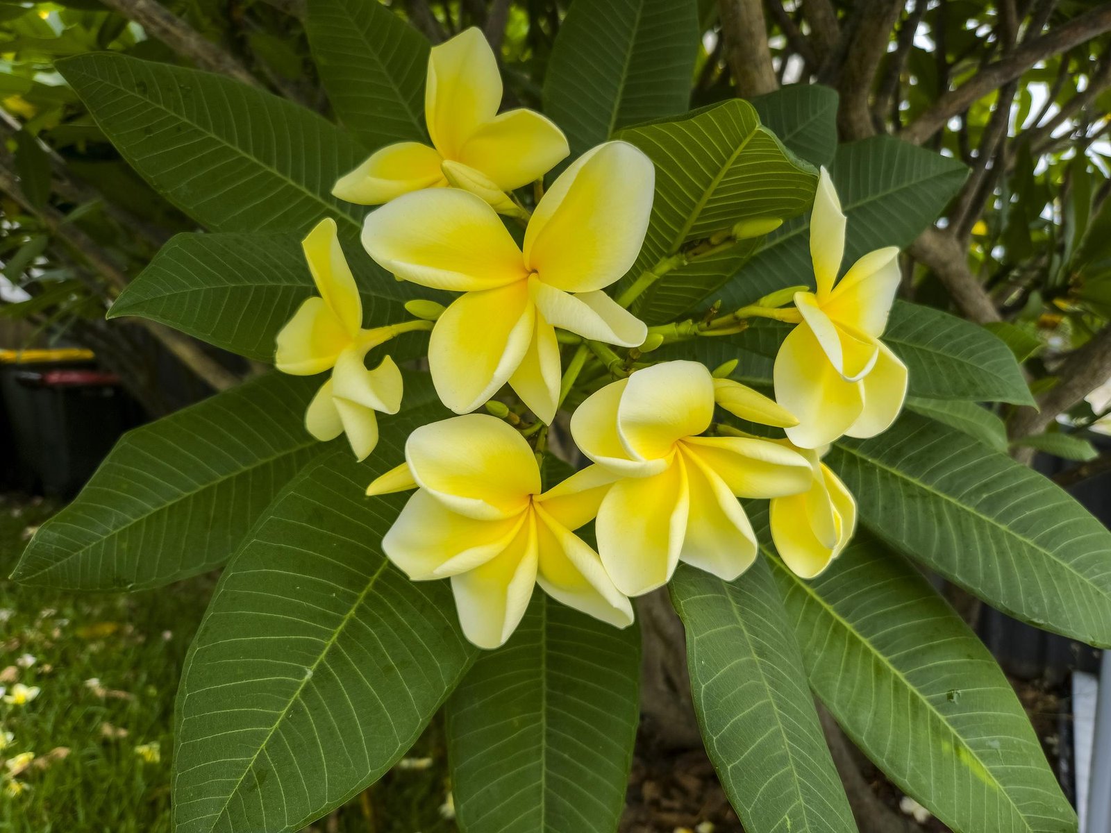 💛 Plumeria Yellow (Yellow Champa / पीला चंपा)