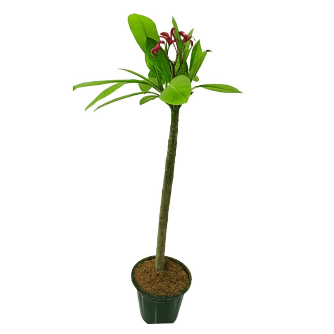 Red Plumeria (Red Champa / लाल चंपा)