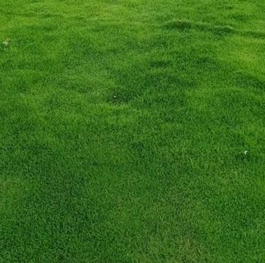 Selection No. 1 Grass (Selectimro / Selection-1 Lawn Grass)