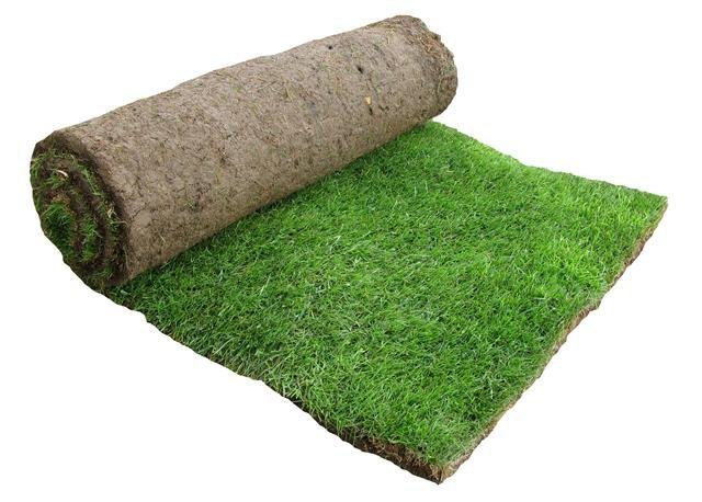 Neelgiri Grass (Nilgiri Lawn Grass)