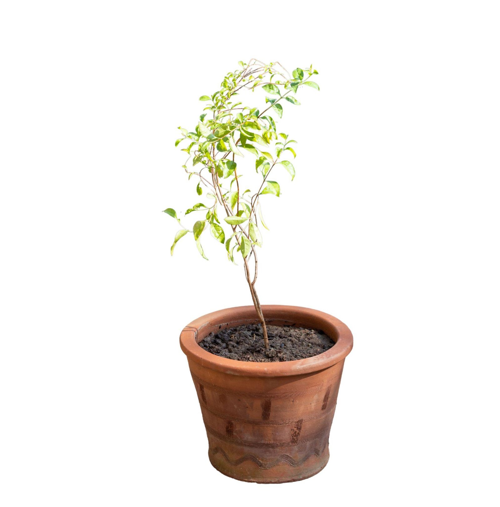 Mehendi Plant (Henna / मेहंदी का पौधा)