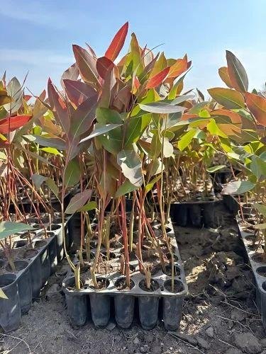 Clone Eucalyptus (क्लोन यूकेलिप्टस)