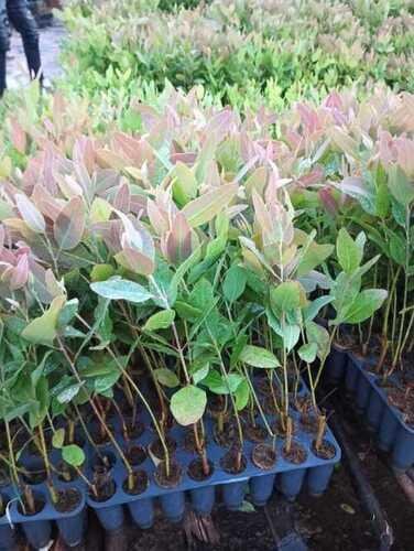 Clone Eucalyptus Neelgiri (क्लोन नीलगिरी)