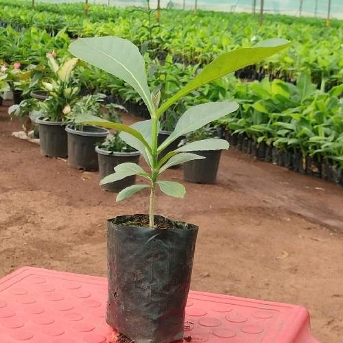 Teak / Sagwan (सागवान का पेड़)